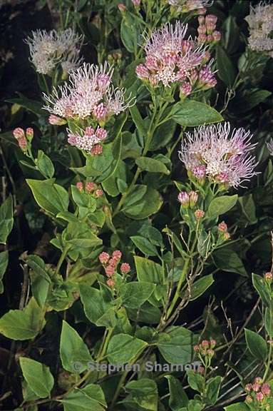 ageratina occidentalis 1 graphic